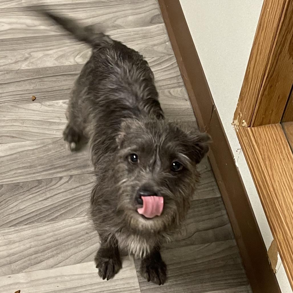 TANDY, adopted, Adult Female Terrier.