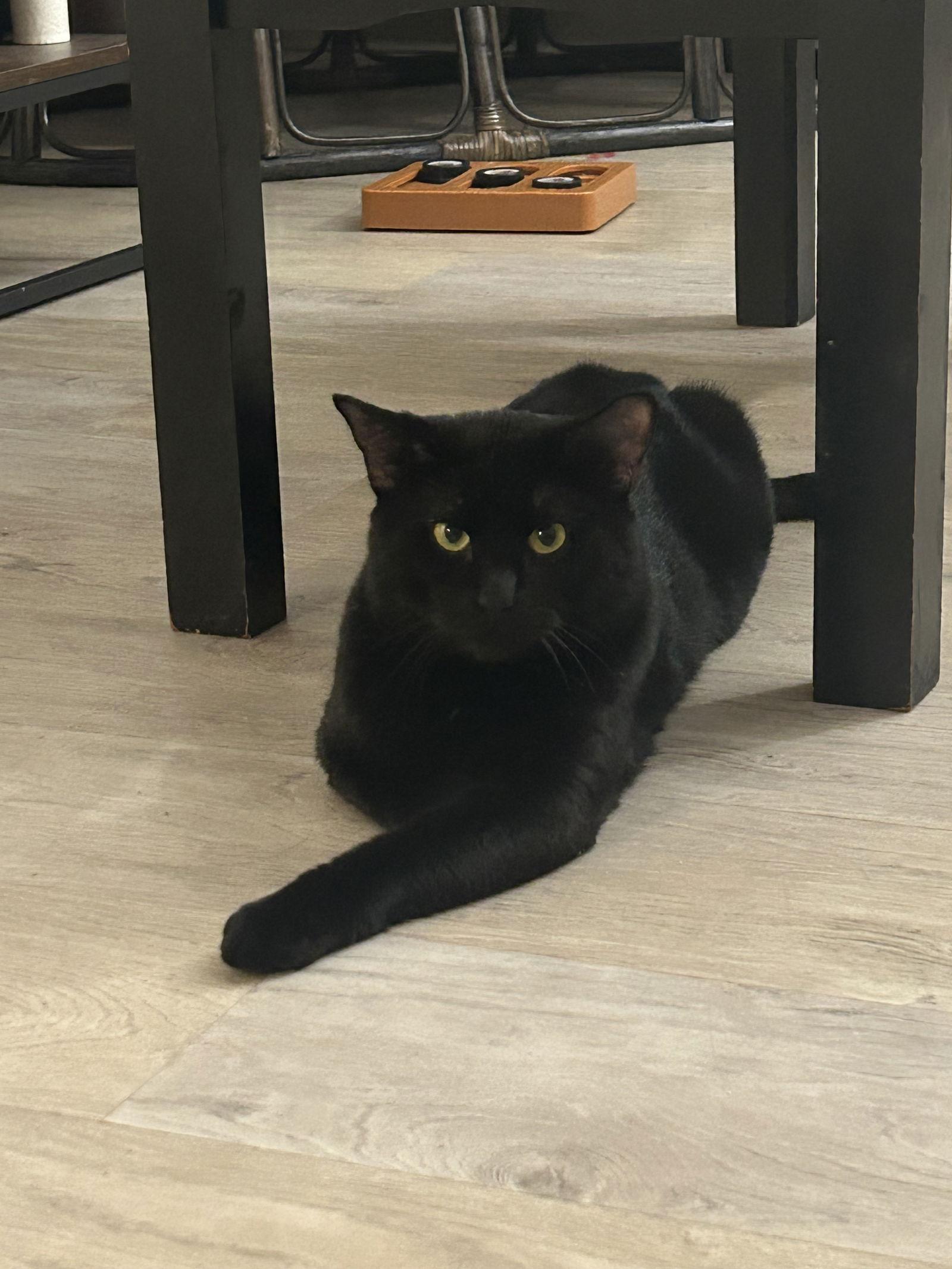 Enlarge Lancer, a Adoptable Domestic Short Hair in Somerville, MA image 1/3