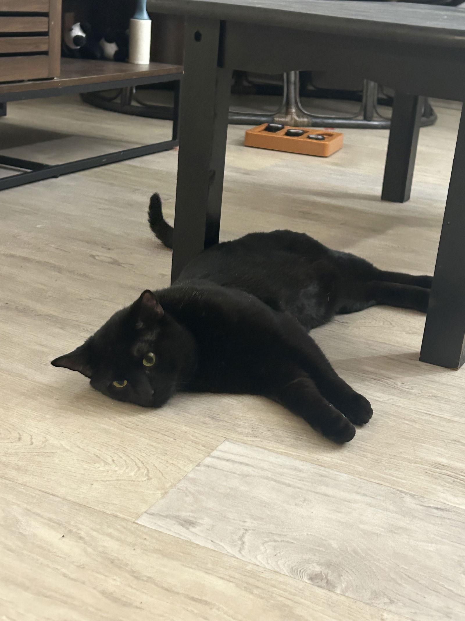 Enlarge Lancer, a Adoptable Domestic Short Hair in Somerville, MA image 2/3