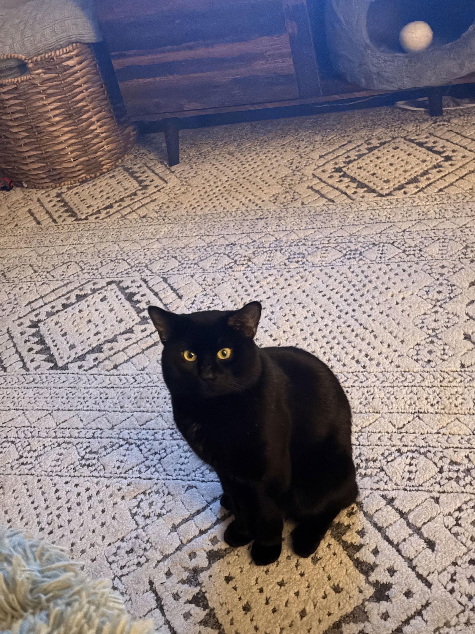 Enlarge Lancer, a Adoptable Domestic Short Hair in Somerville, MA image 3/3