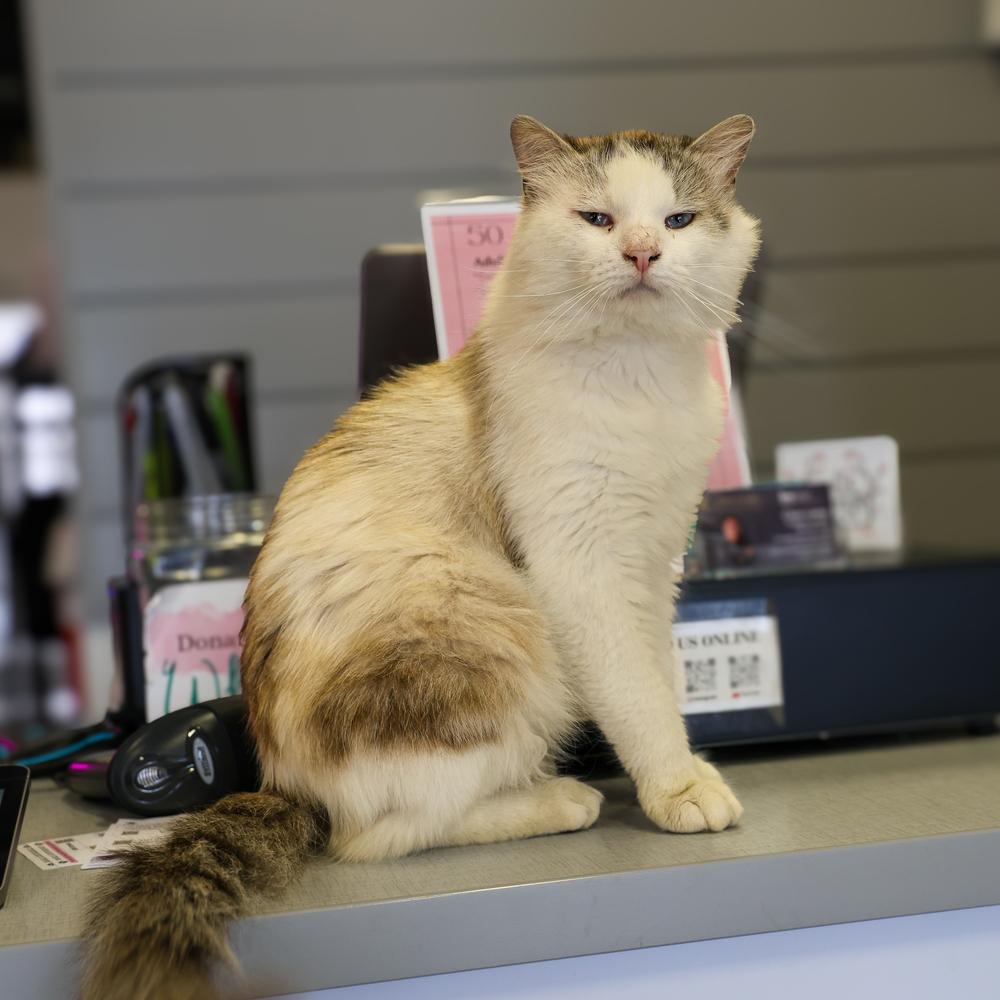 **Cat Cafe** Snowshoe, Adoptable, Adult Male Domestic Long Hair.