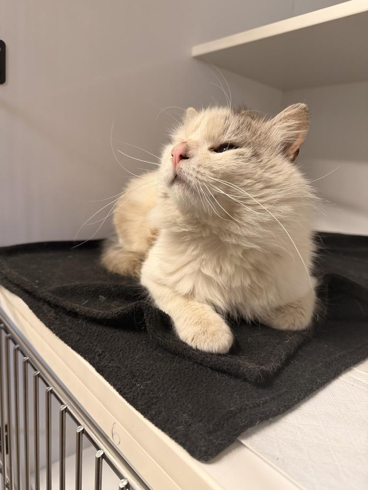 Enlarge **Cat Cafe** Snowshoe, a Adoptable Domestic Long Hair in Topeka, KS image 2/2