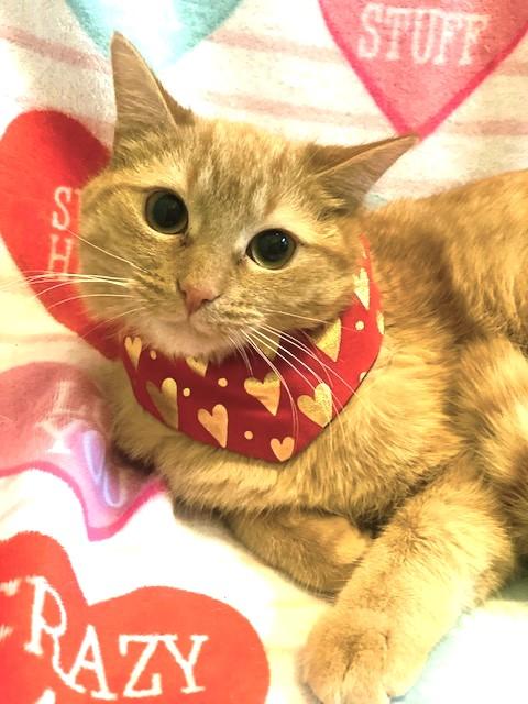 Enlarge REMARKABLE RUSSELL!, a Adoptable mixed breed in Danbury, CT image 4/5