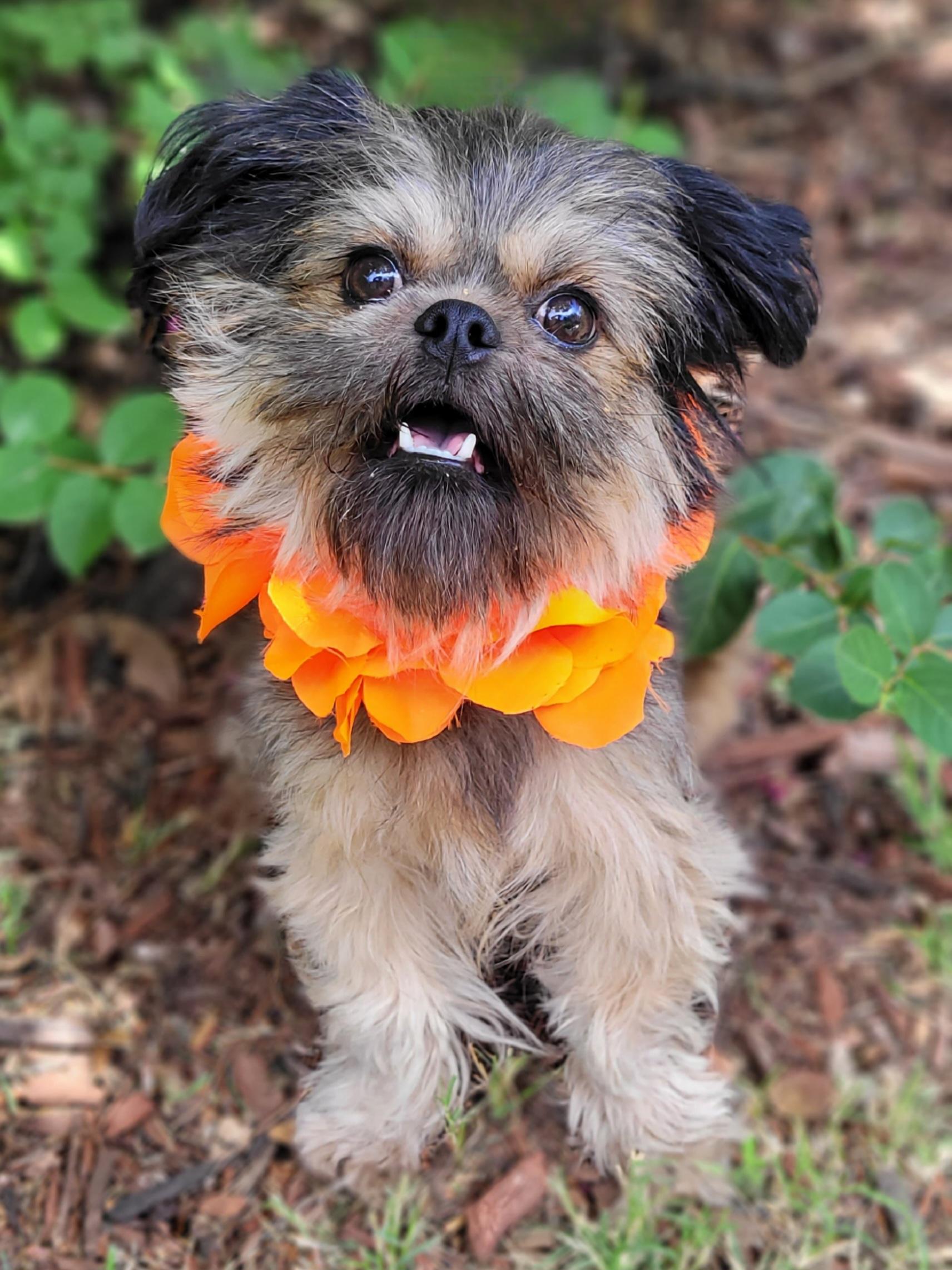 Fancy, a ADOPTABLE mixed breed in Vernon, TX image 4/4