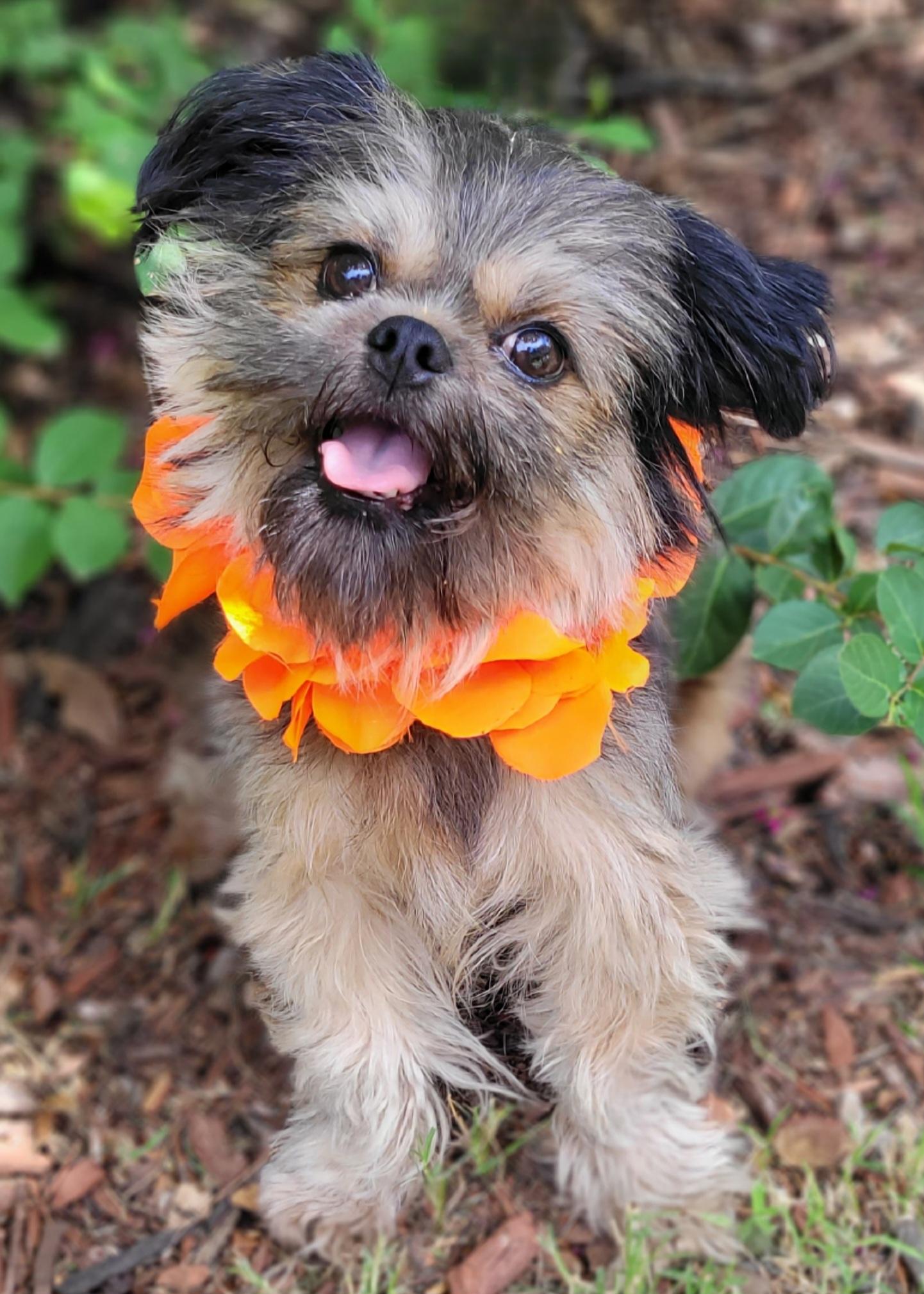 Fancy, ADOPTABLE, Young Female Shih Tzu & Pomeranian.