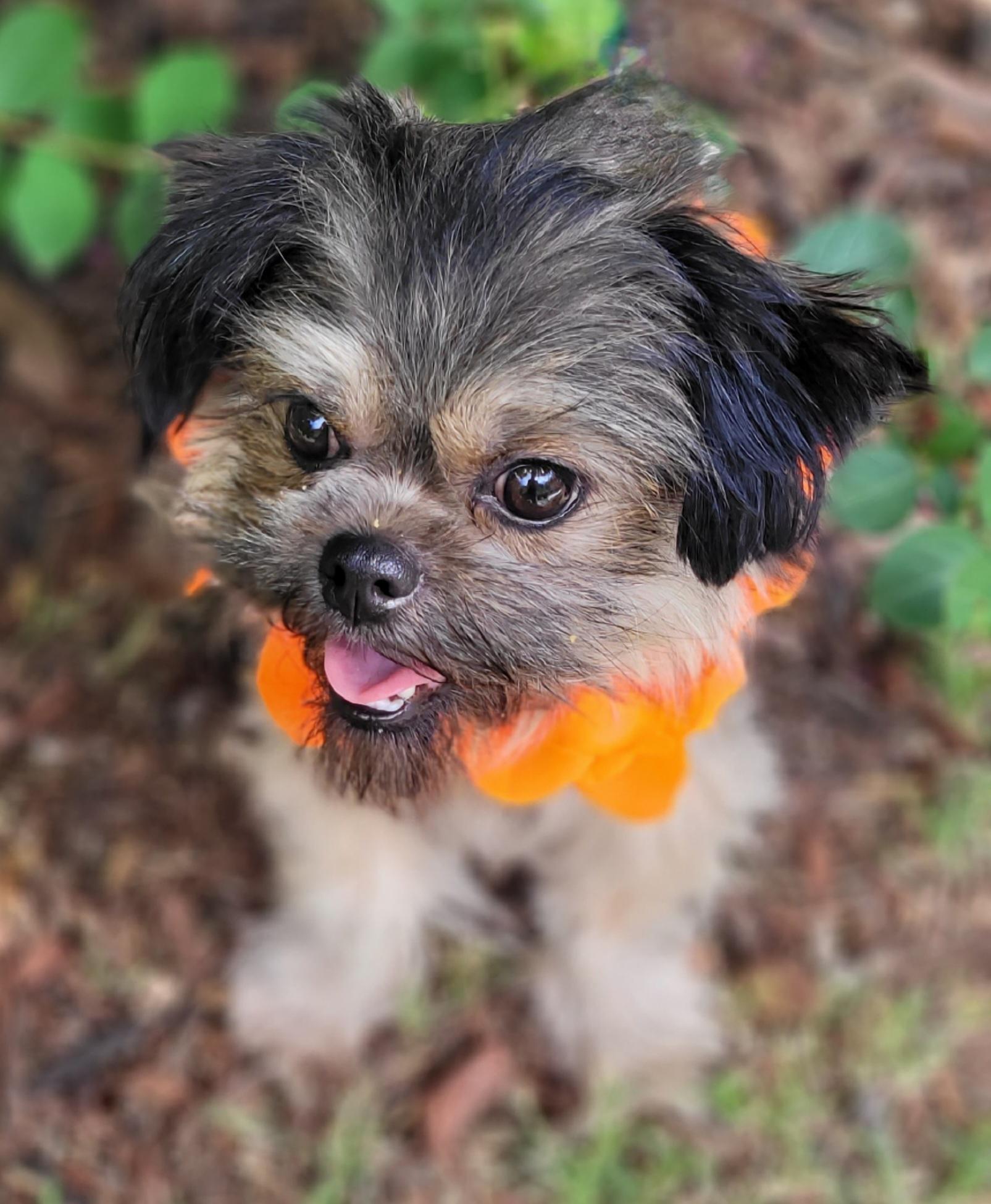 Fancy, a ADOPTABLE mixed breed in Vernon, TX image 3/4
