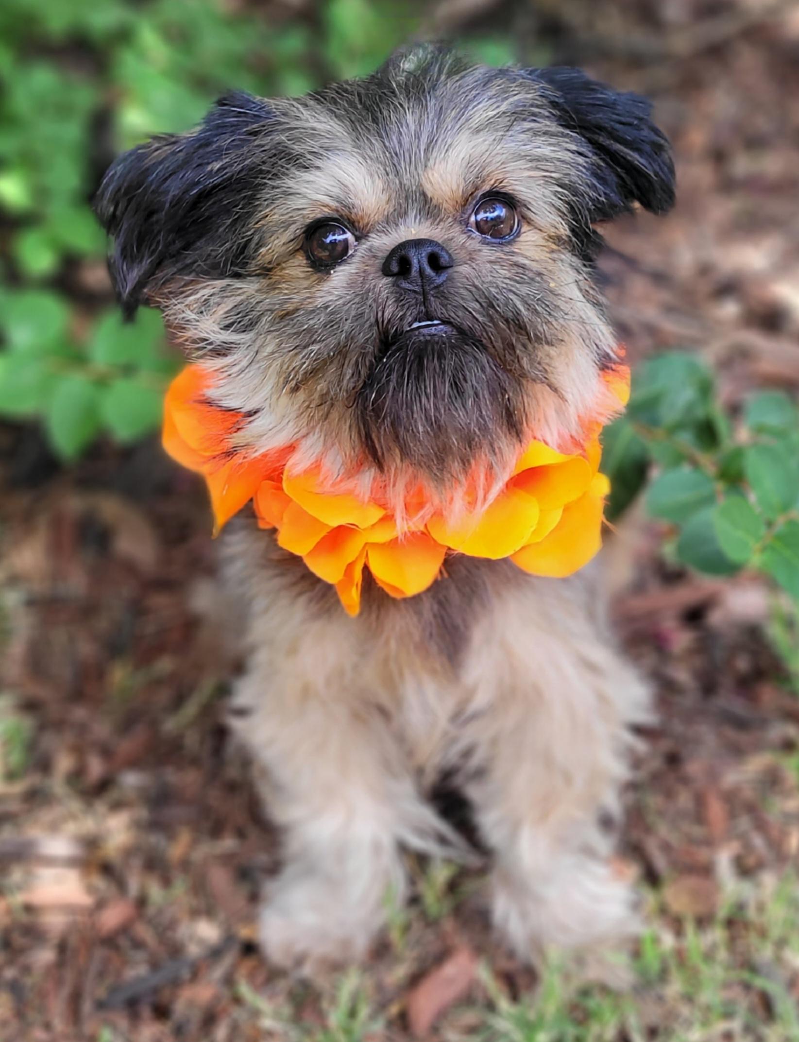 Fancy, a ADOPTABLE mixed breed in Vernon, TX image 2/4