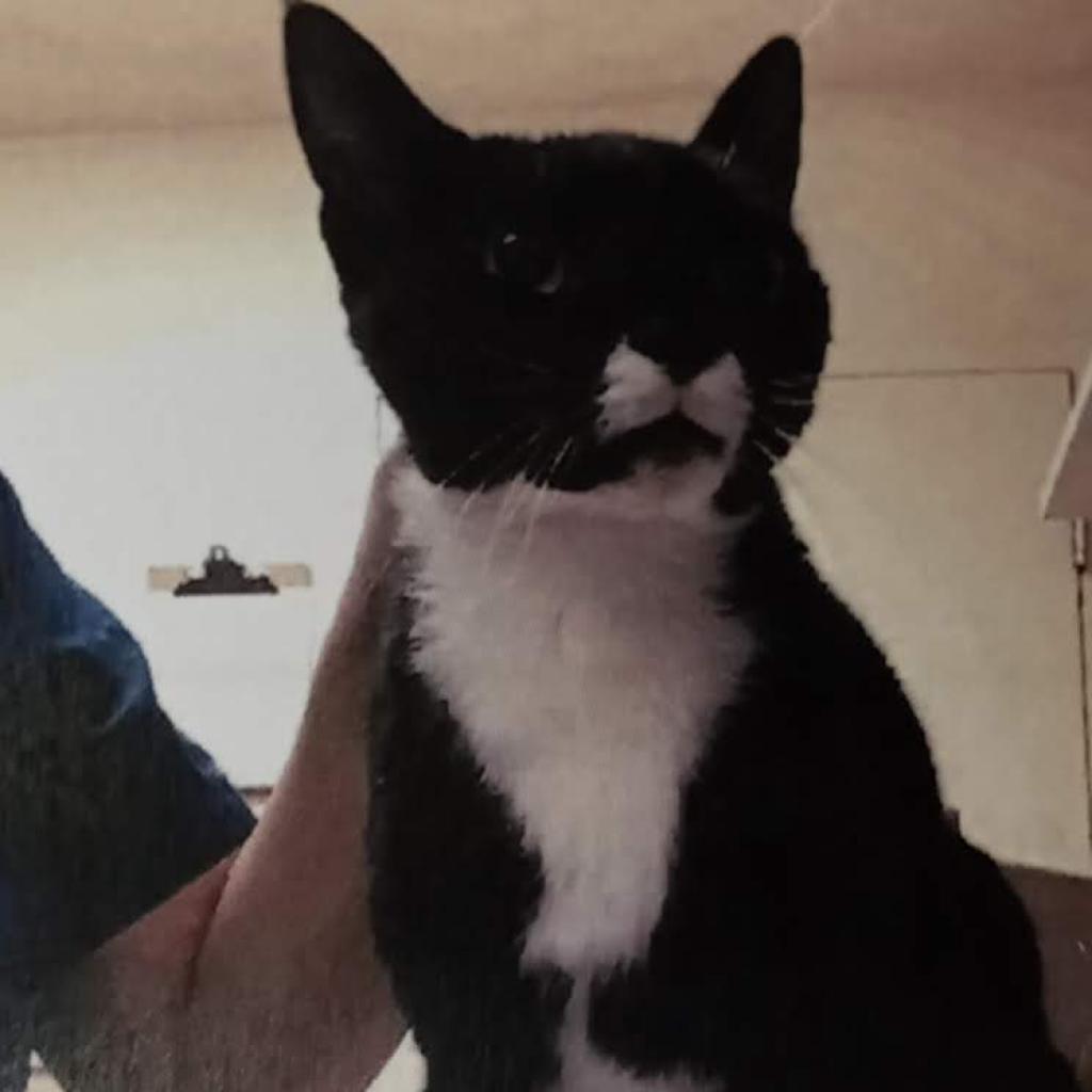 Pippa, Adoptable, Senior Female Domestic Short Hair.