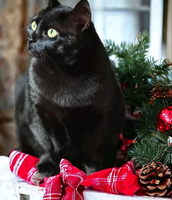 Missy, Adoptable, Young Female Bombay & Domestic Short Hair.