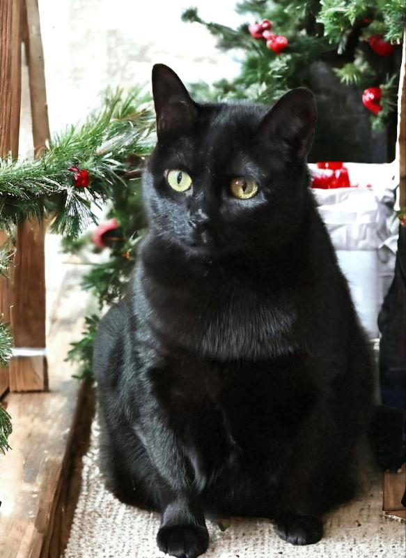 Enlarge Missy, a Adoptable mixed breed in Knoxville, TN image 2/3