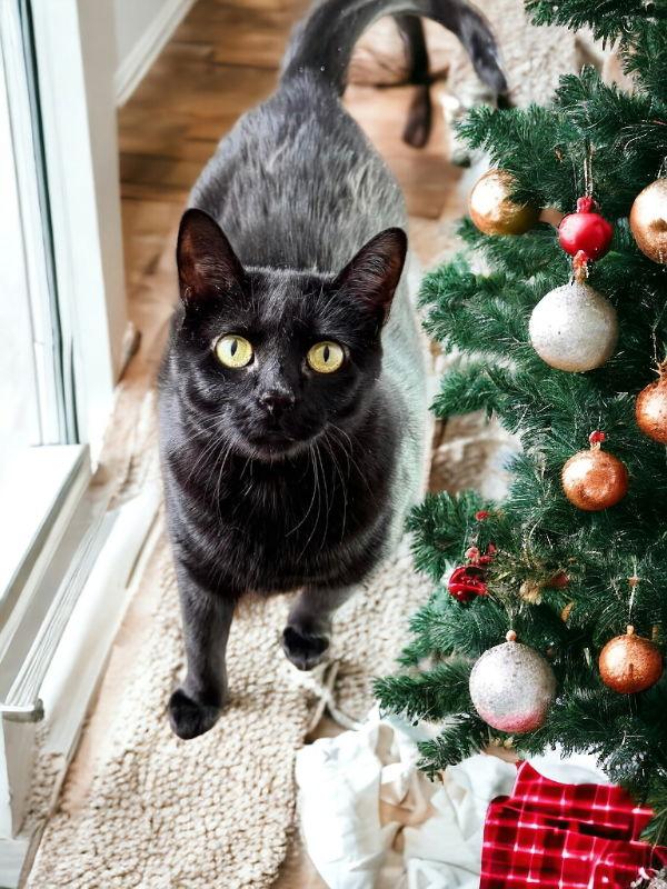 Enlarge Missy, a Adoptable mixed breed in Knoxville, TN image 3/3