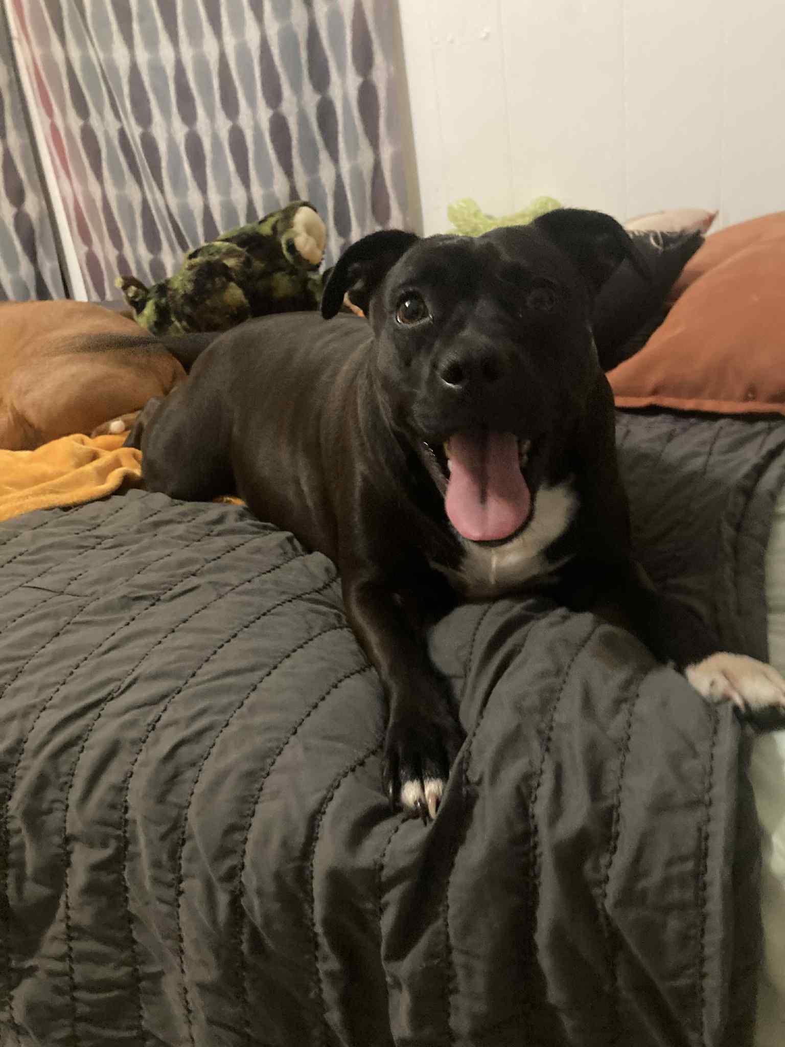 Peewee, a Adoptable American Staffordshire Terrier in Newport, NH image 1/3