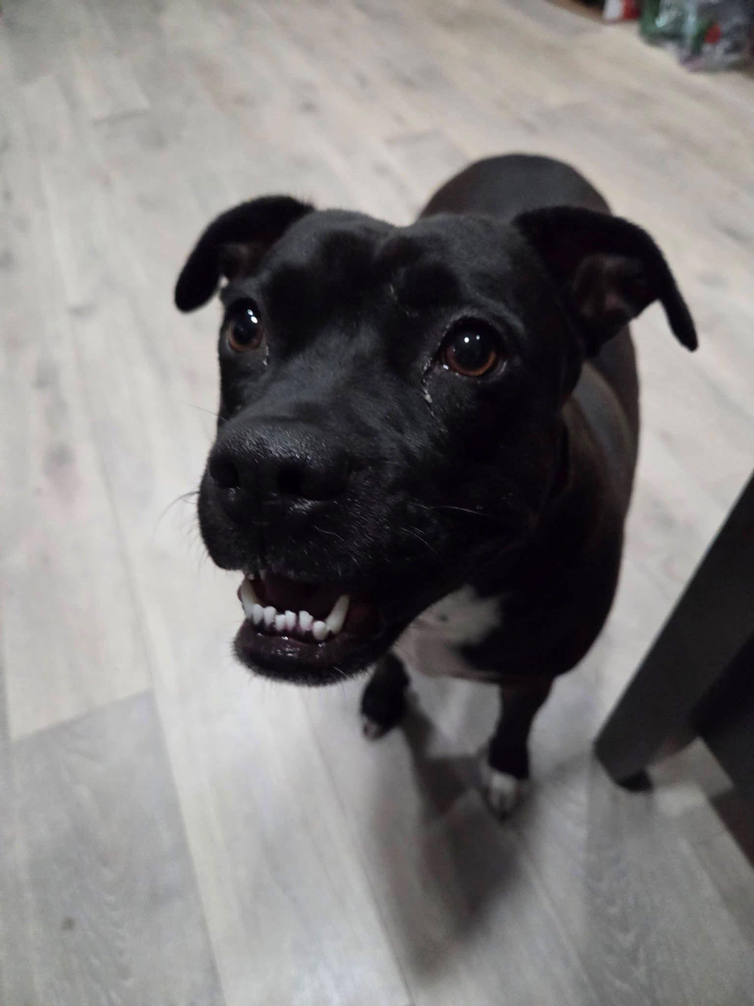 Peewee, Adoptable, Adult Female American Staffordshire Terrier.