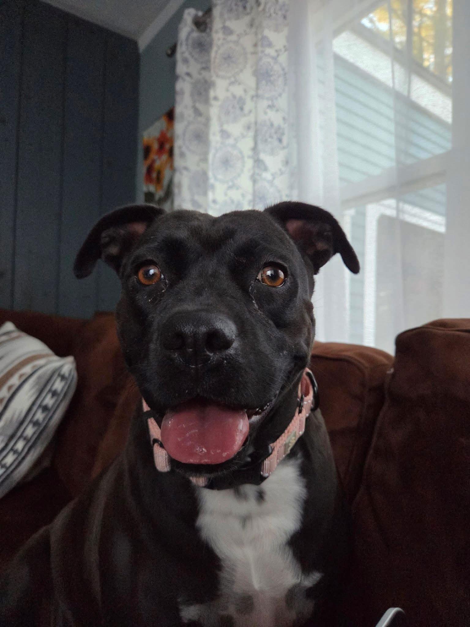 Peewee, a Adoptable American Staffordshire Terrier in Newport, NH image 2/3