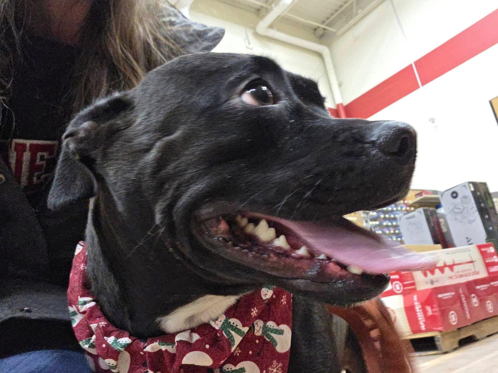 Enlarge Peewee, a Adoptable American Staffordshire Terrier in Newport, NH image 2/3