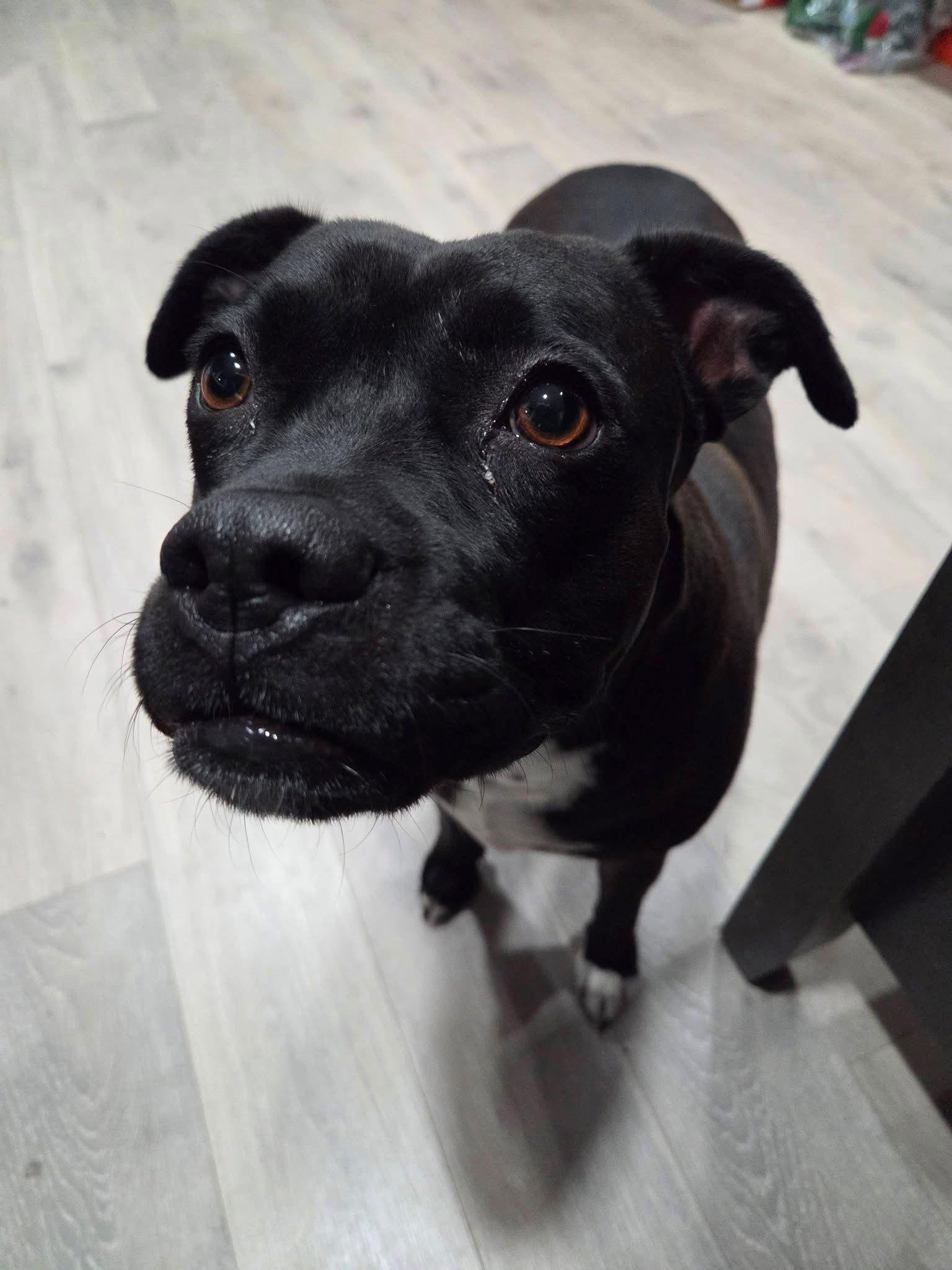 Enlarge Peewee, a Adoptable American Staffordshire Terrier in Newport, NH image 3/3