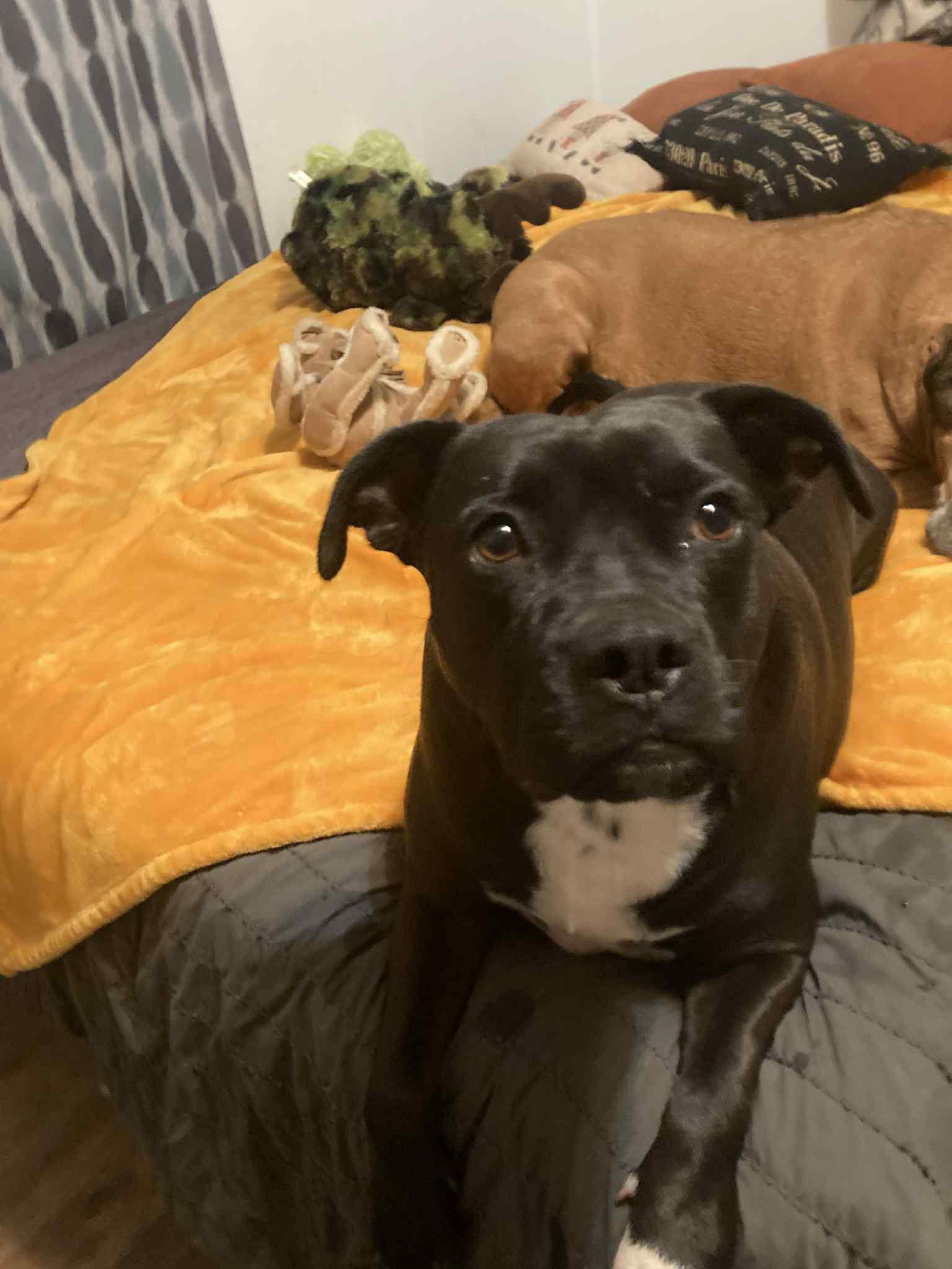 Peewee, a Adoptable American Staffordshire Terrier in Newport, NH image 3/3