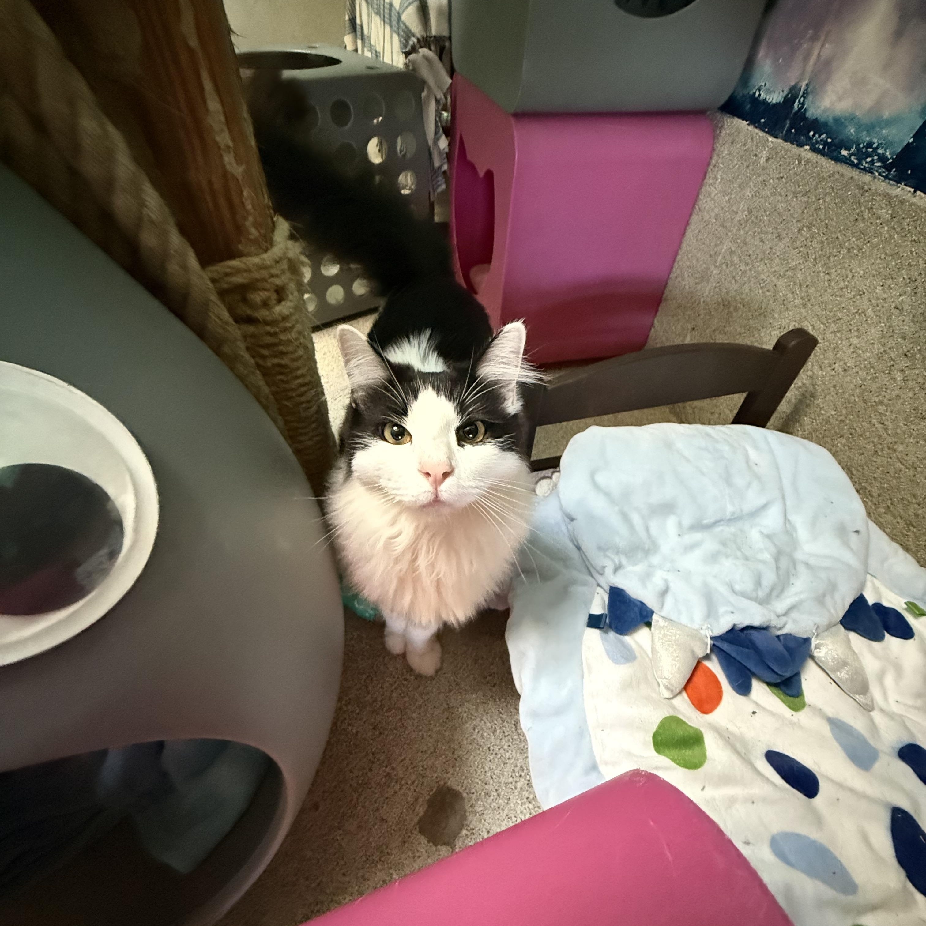 Enlarge Tiramisu, a ADOPTABLE Domestic Medium Hair in Newport Beach, CA image 6/6