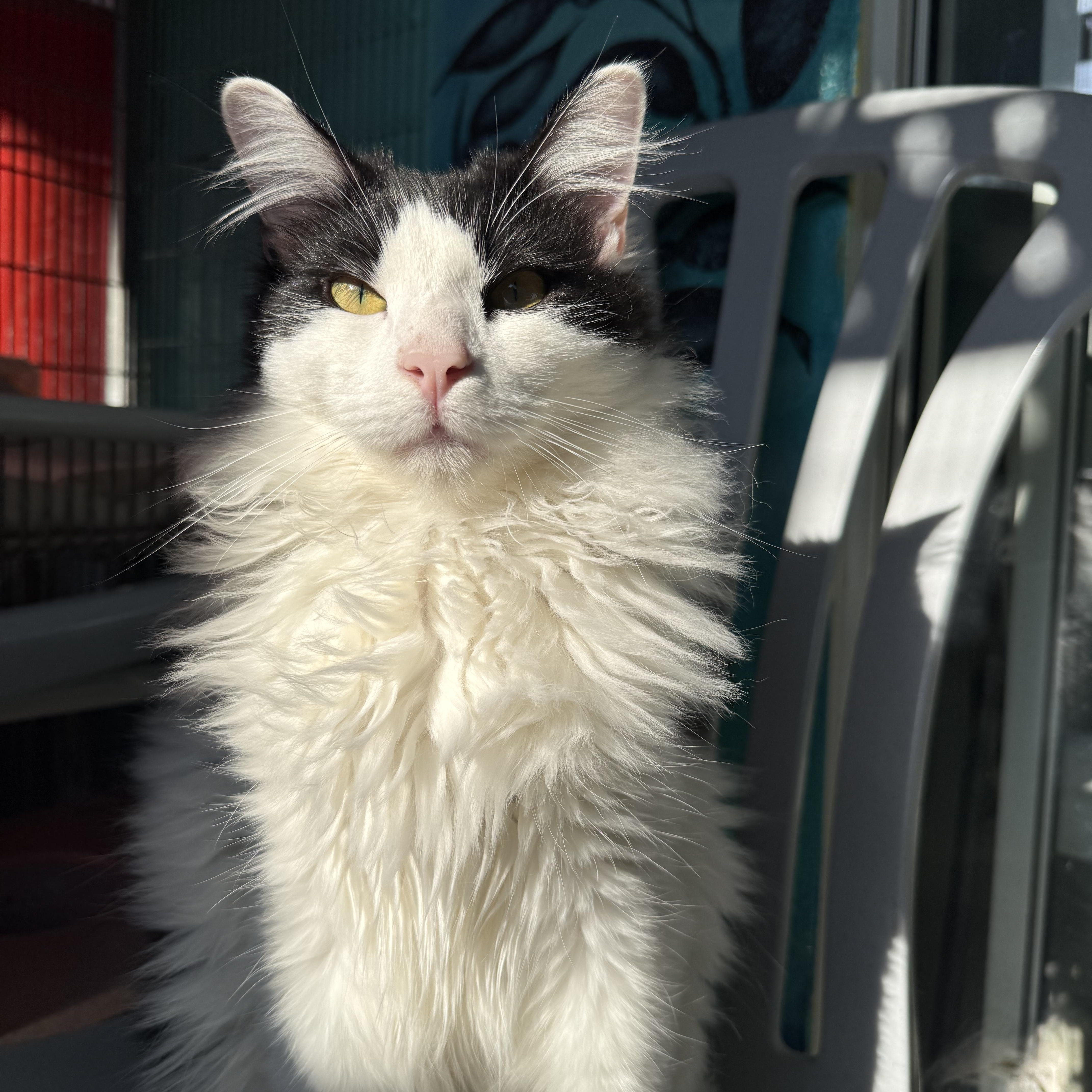 Enlarge Tiramisu, a ADOPTABLE Domestic Medium Hair in Newport Beach, CA image 5/6