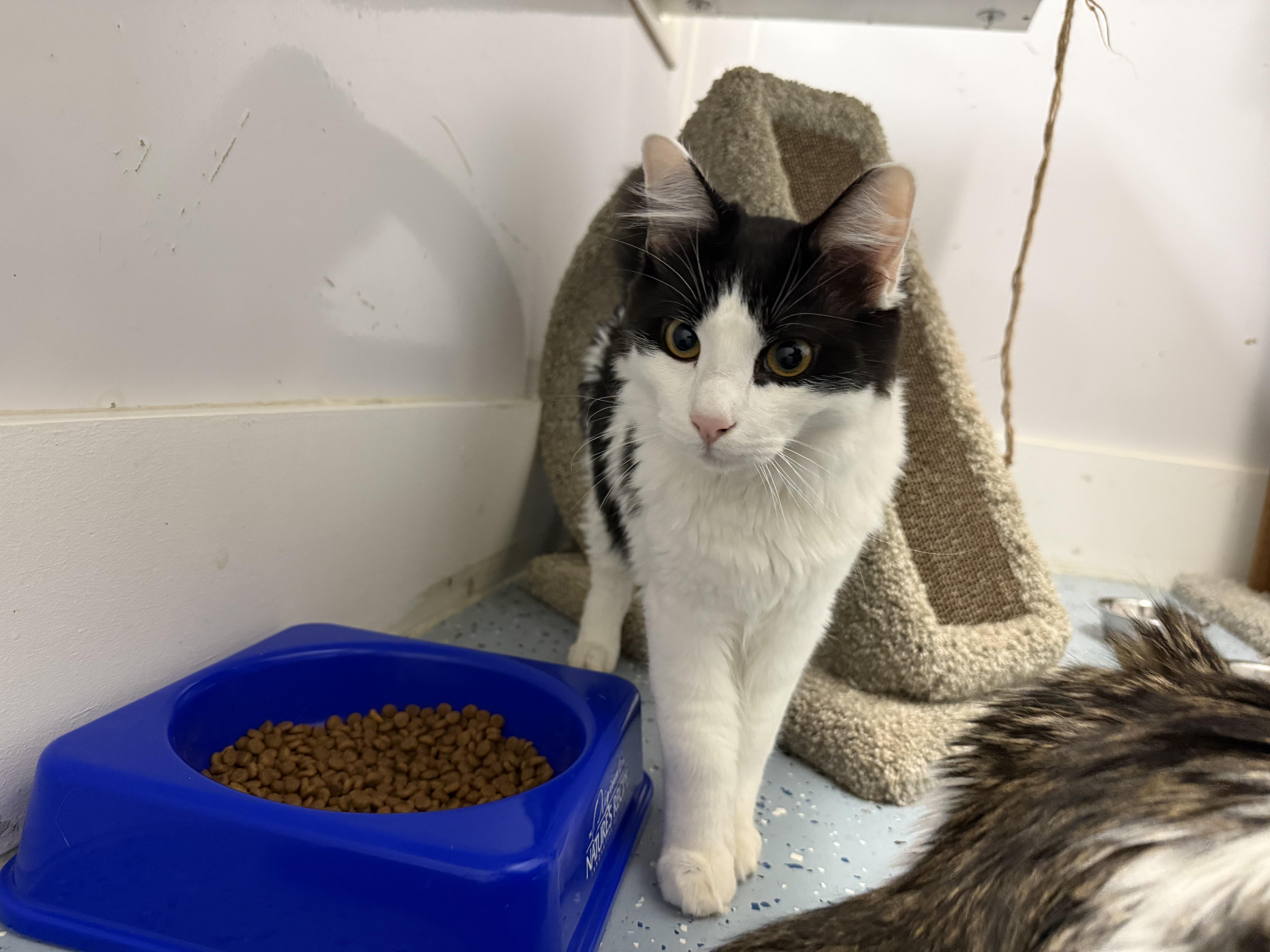 Enlarge Tiramisu, a ADOPTABLE Domestic Medium Hair in Newport Beach, CA image 4/6