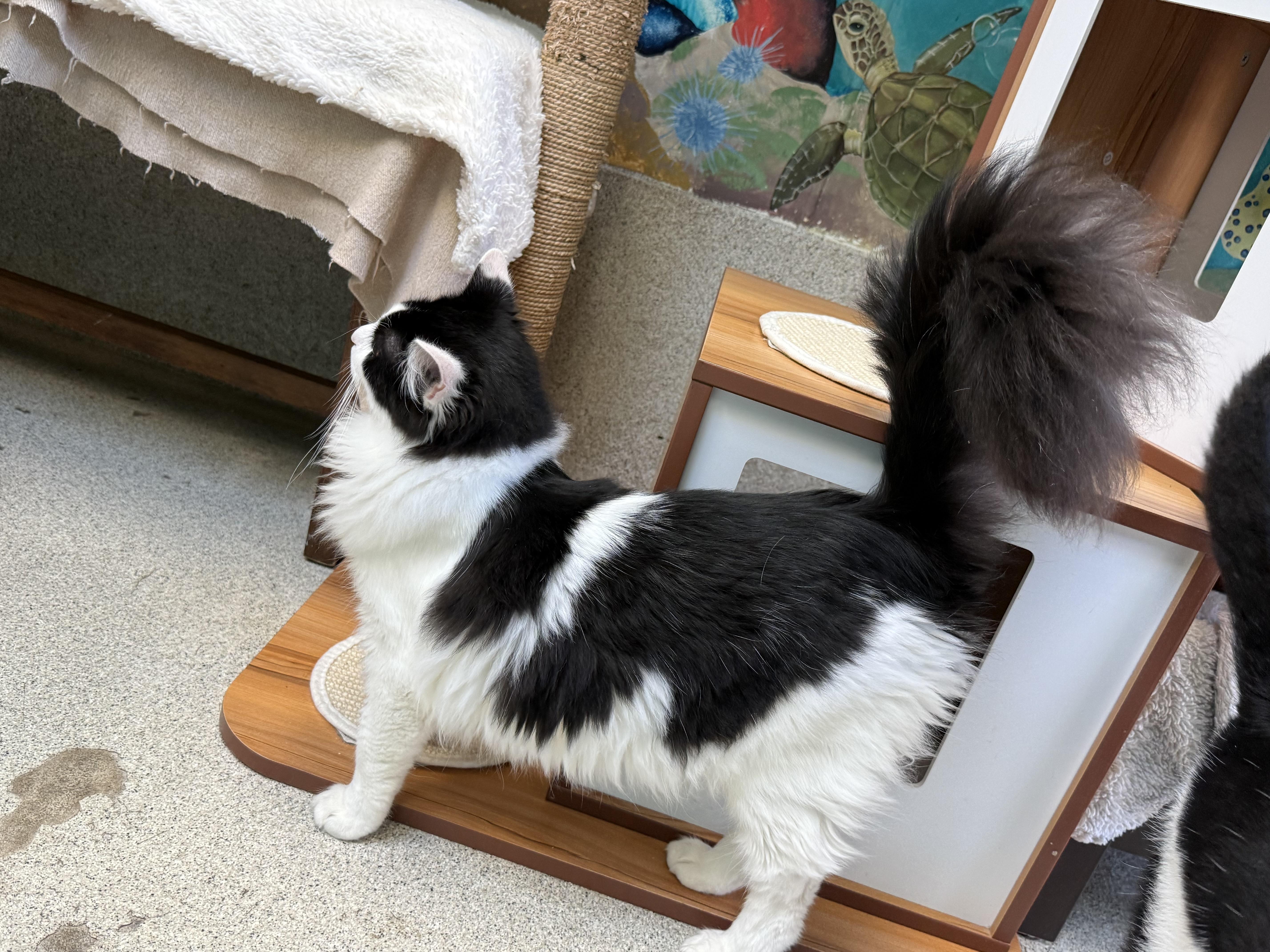 Enlarge Tiramisu, a ADOPTABLE Domestic Medium Hair in Newport Beach, CA image 3/6