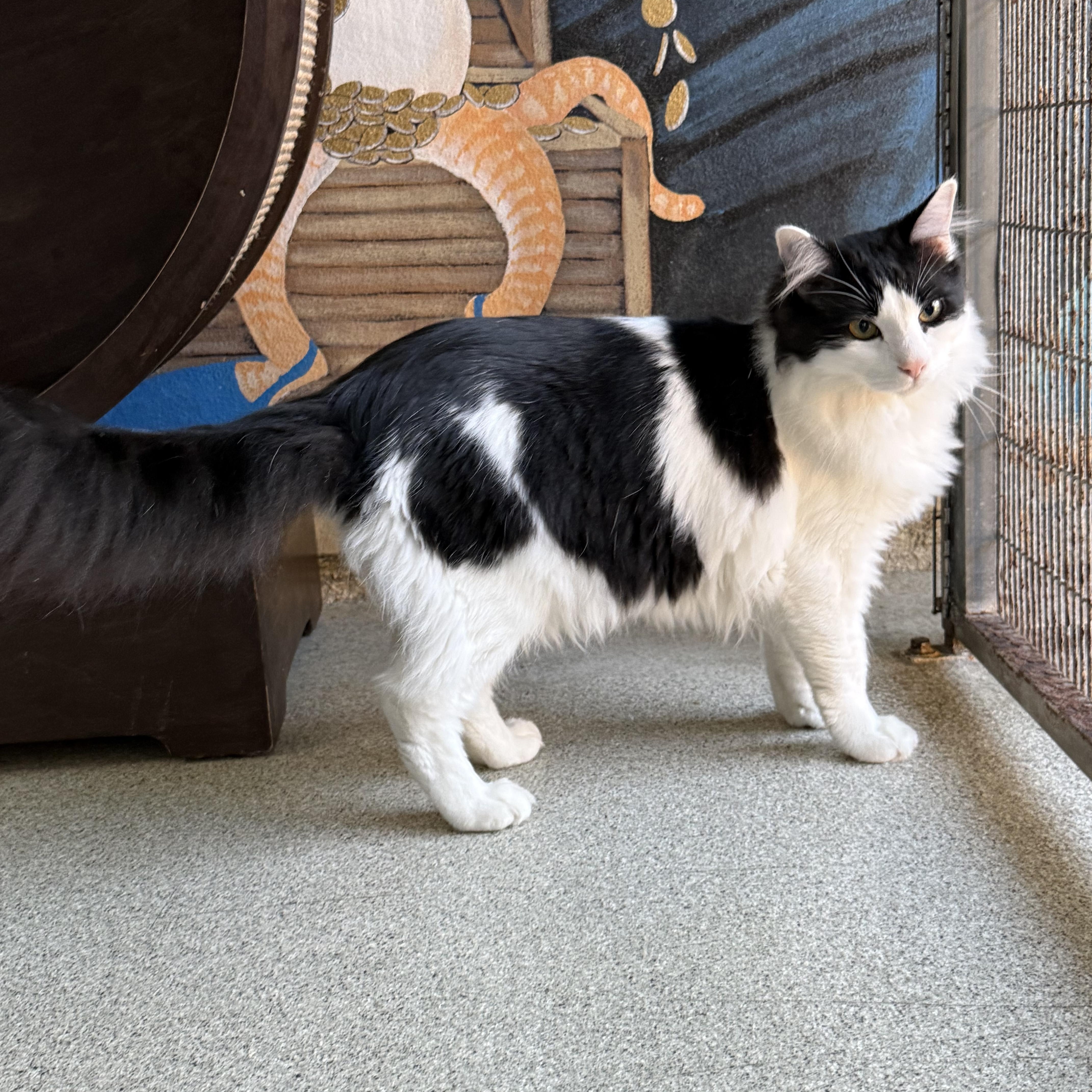 Tiramisu, ADOPTABLE, Young Male Domestic Medium Hair.