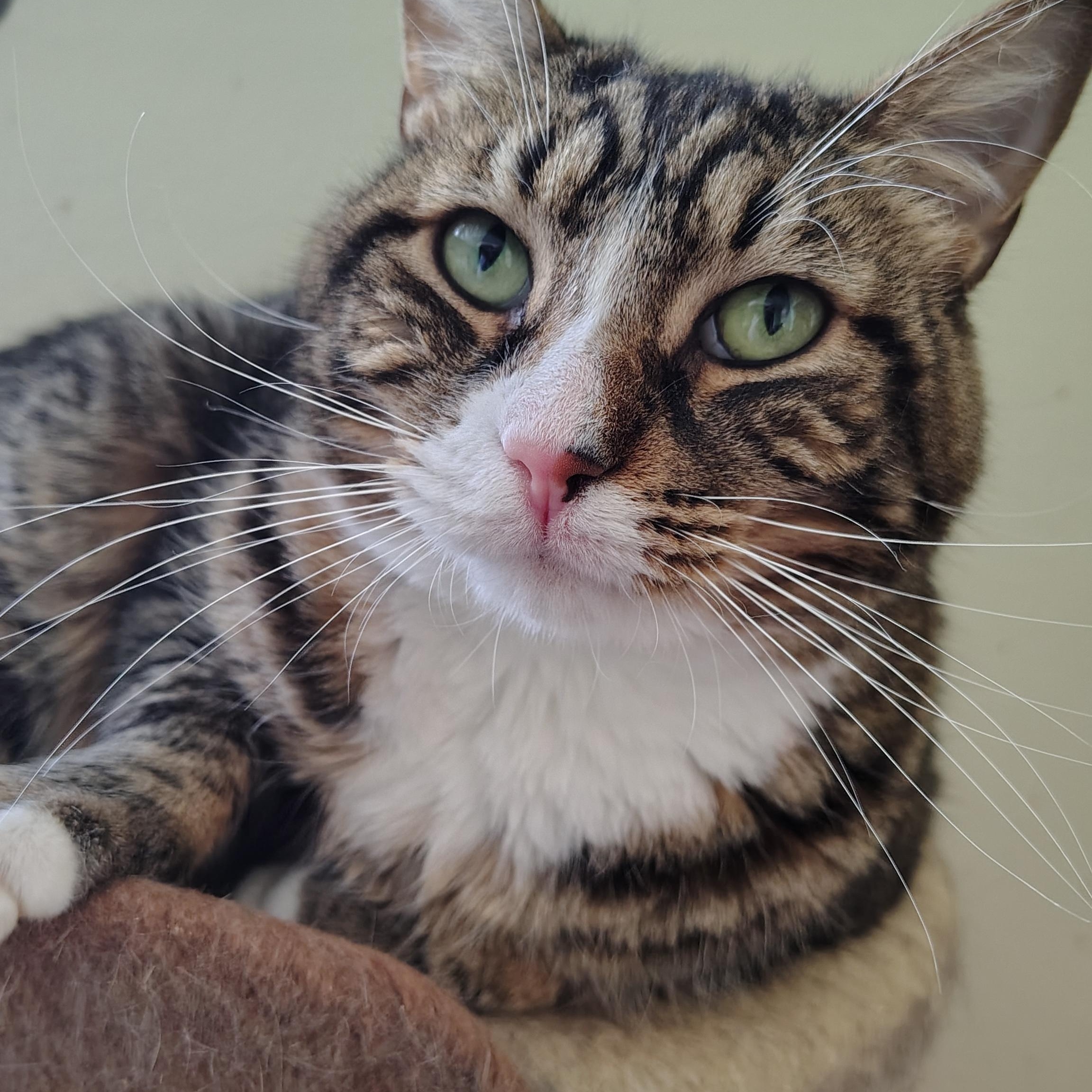 Latte, adoptable, Adult Male Domestic Short Hair.