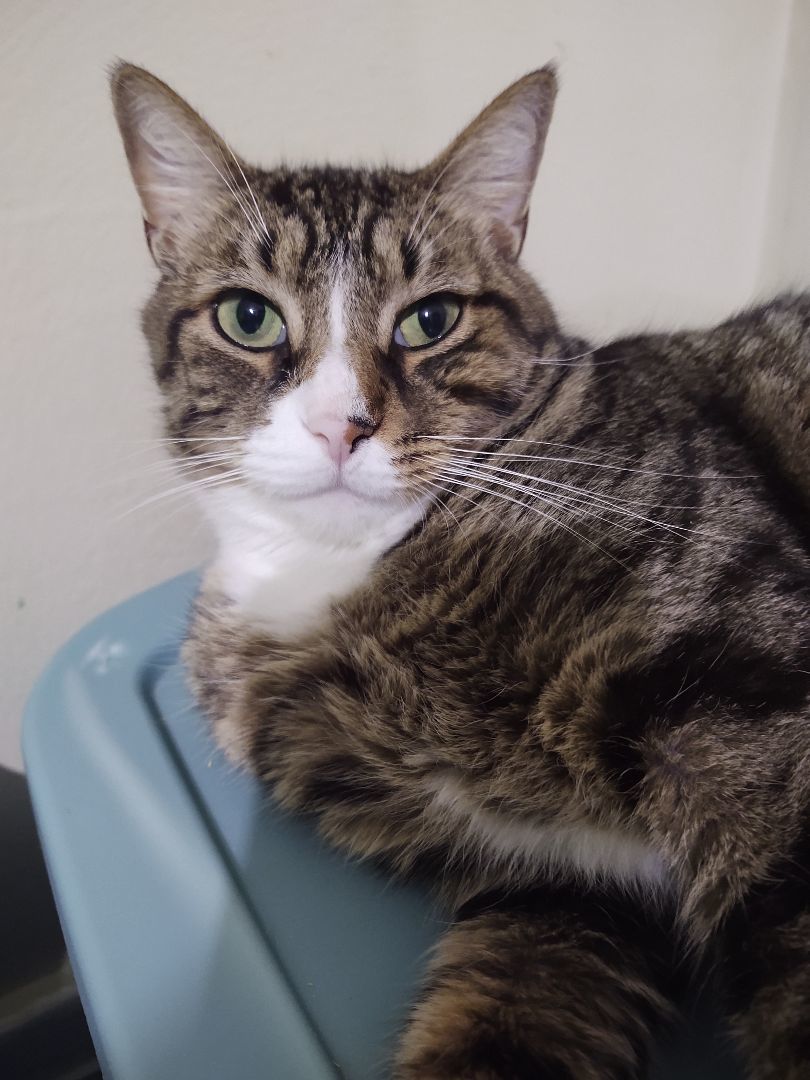 Latte, an adoptable Domestic Short Hair in Buffalo, NY, 14215 | Photo Image 2