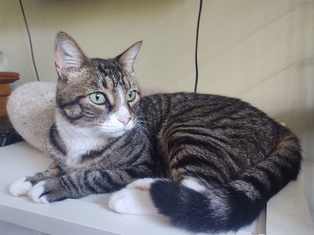 Latte, an adoptable Domestic Short Hair in Buffalo, NY, 14215 | Photo Image 3
