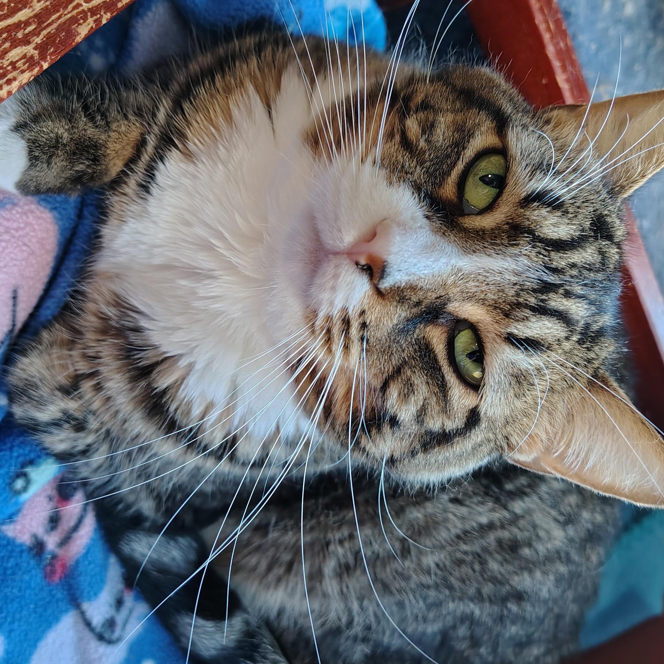 Latte, an adoptable Domestic Short Hair in Buffalo, NY image 5/5
