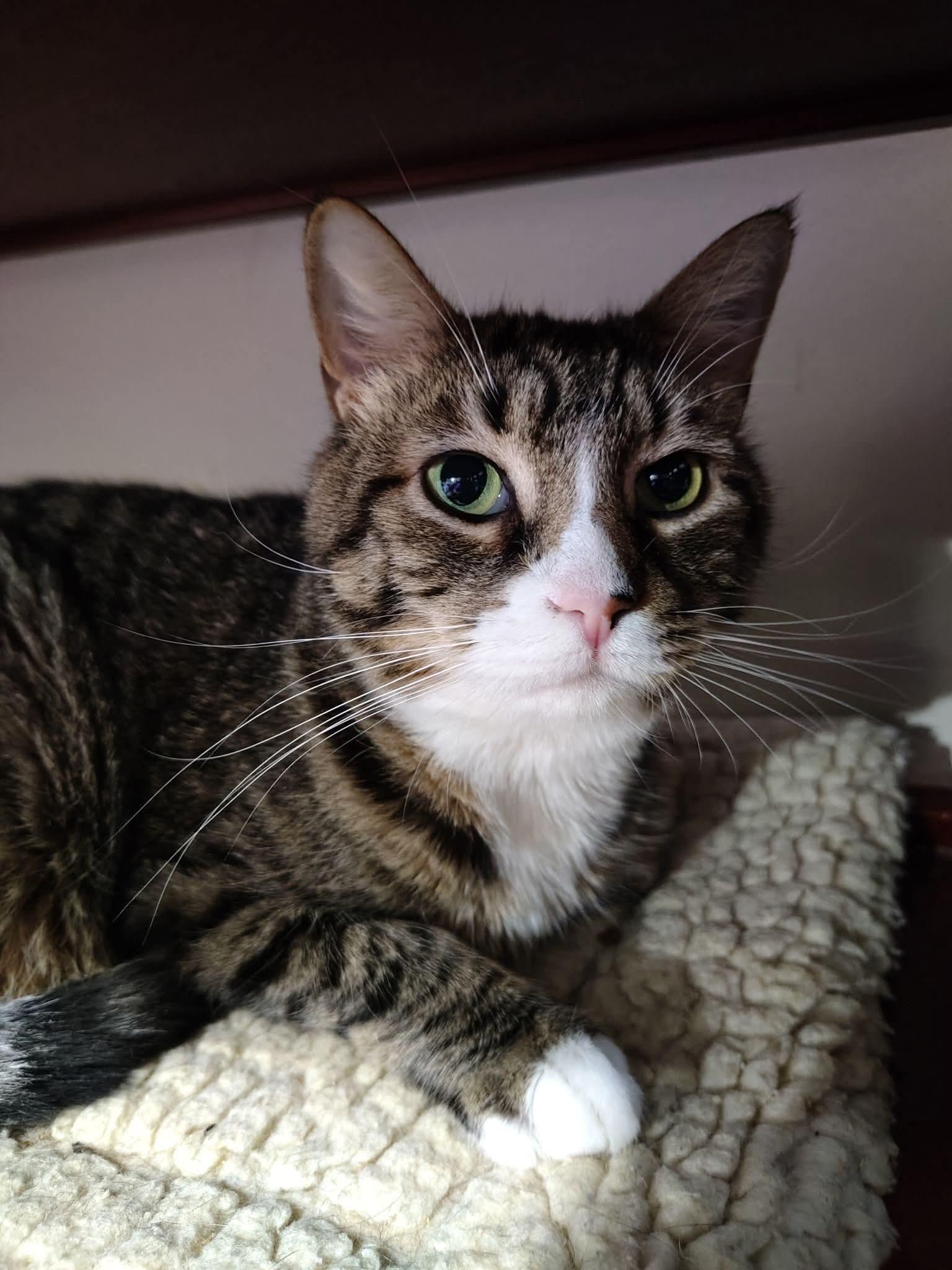 Latte, an adoptable Domestic Short Hair in Buffalo, NY image 2/5