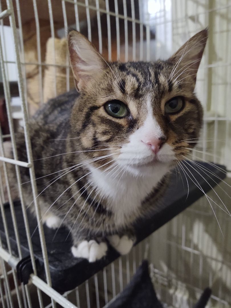 Enlarge Latte, a Adoptable Domestic Short Hair in Buffalo, NY image 1/5