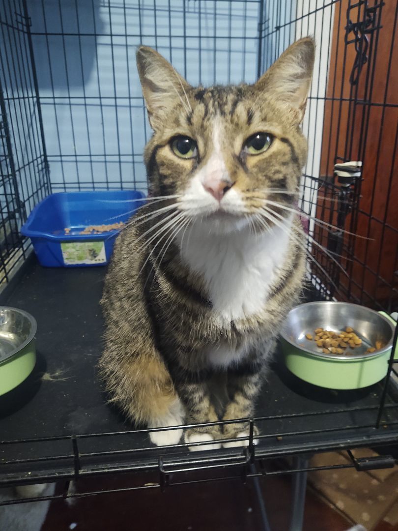 Enlarge Latte, a Adoptable Domestic Short Hair in Buffalo, NY image 4/5