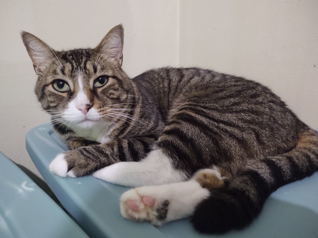 Enlarge Latte, a Adoptable Domestic Short Hair in Buffalo, NY image 5/5