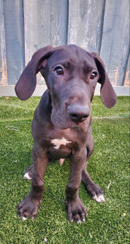 Ozzy- Jasper, Adopted, Young Male Great Dane.