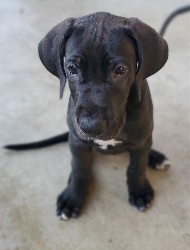 Enlarge Ozzy- Jasper, a Adopted Great Dane in San Clemente, CA image 2/3