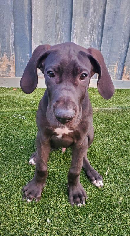 Enlarge Ozzy- Jasper, a Adopted Great Dane in San Clemente, CA image 3/3