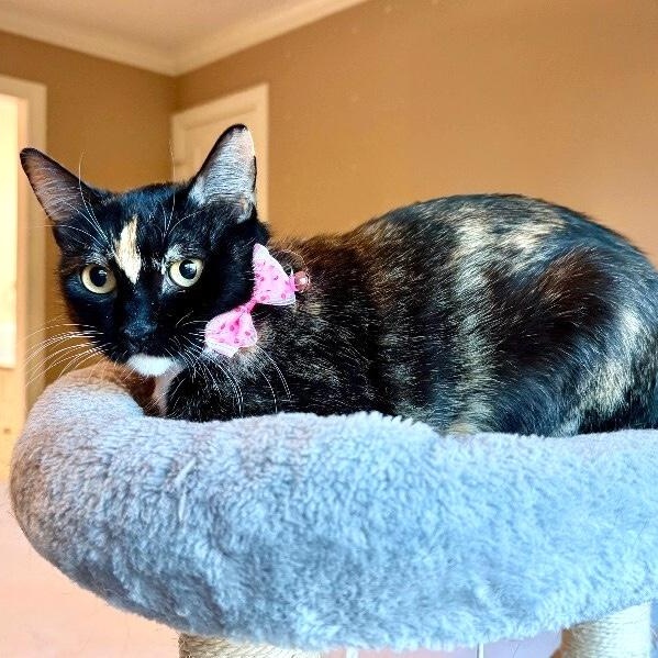 Sugar Pereira — thumbnail 4