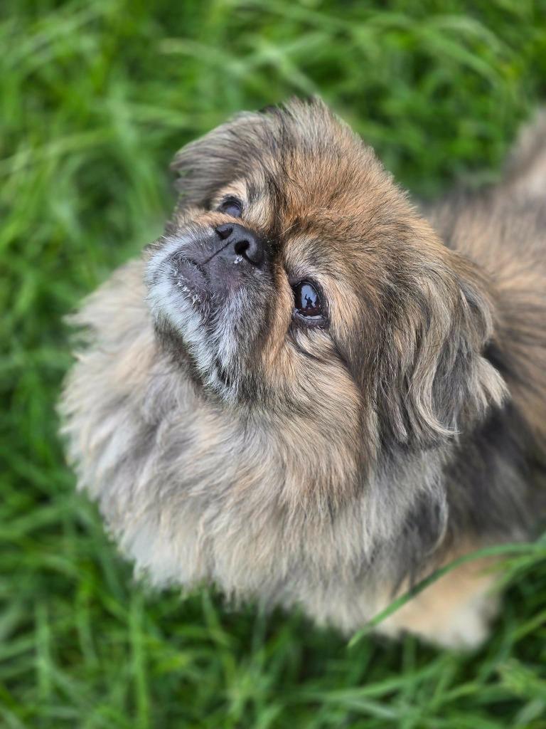 Ollie, a Adopted Pekingese in Moberly, MO image 1/5