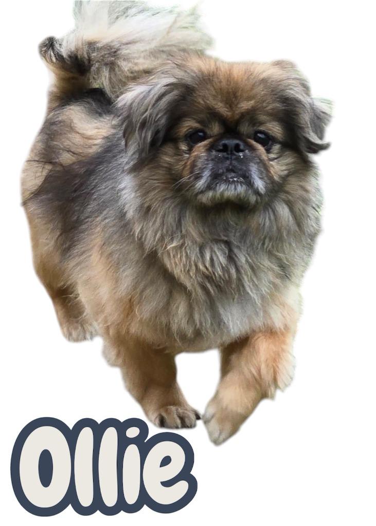 Ollie, a Adopted Pekingese in Moberly, MO image 2/5