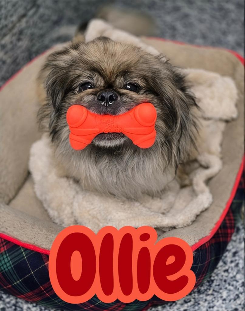 Ollie, a Adopted Pekingese in Moberly, MO image 3/5