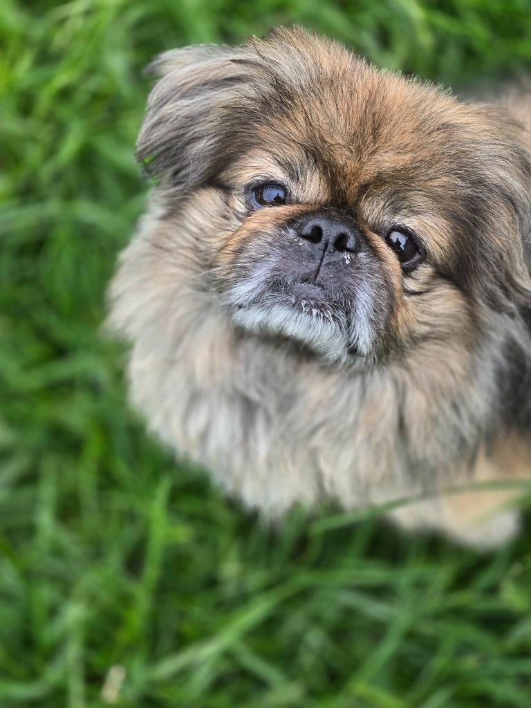 Ollie, Adopted, Senior Male Pekingese.