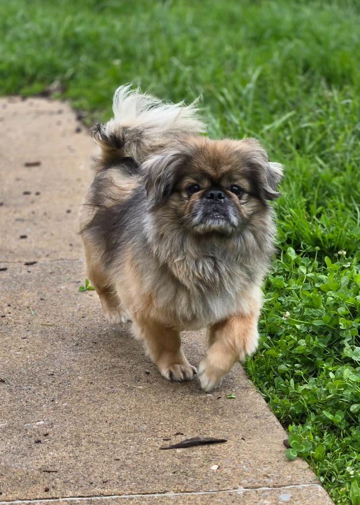 Ollie, a Adopted Pekingese in Moberly, MO image 5/5