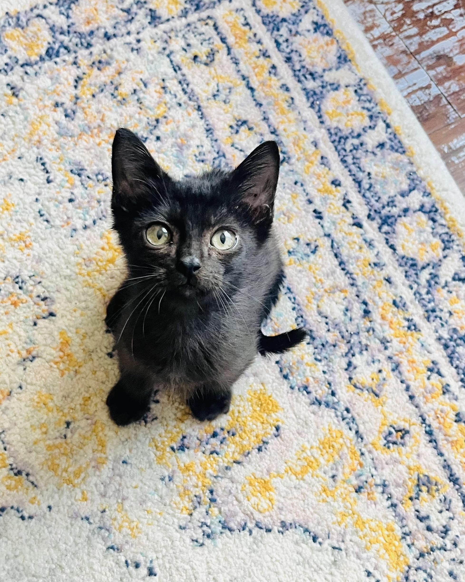 Enlarge Indigo, a Adoptable mixed breed in Arlington, TX image 1/3