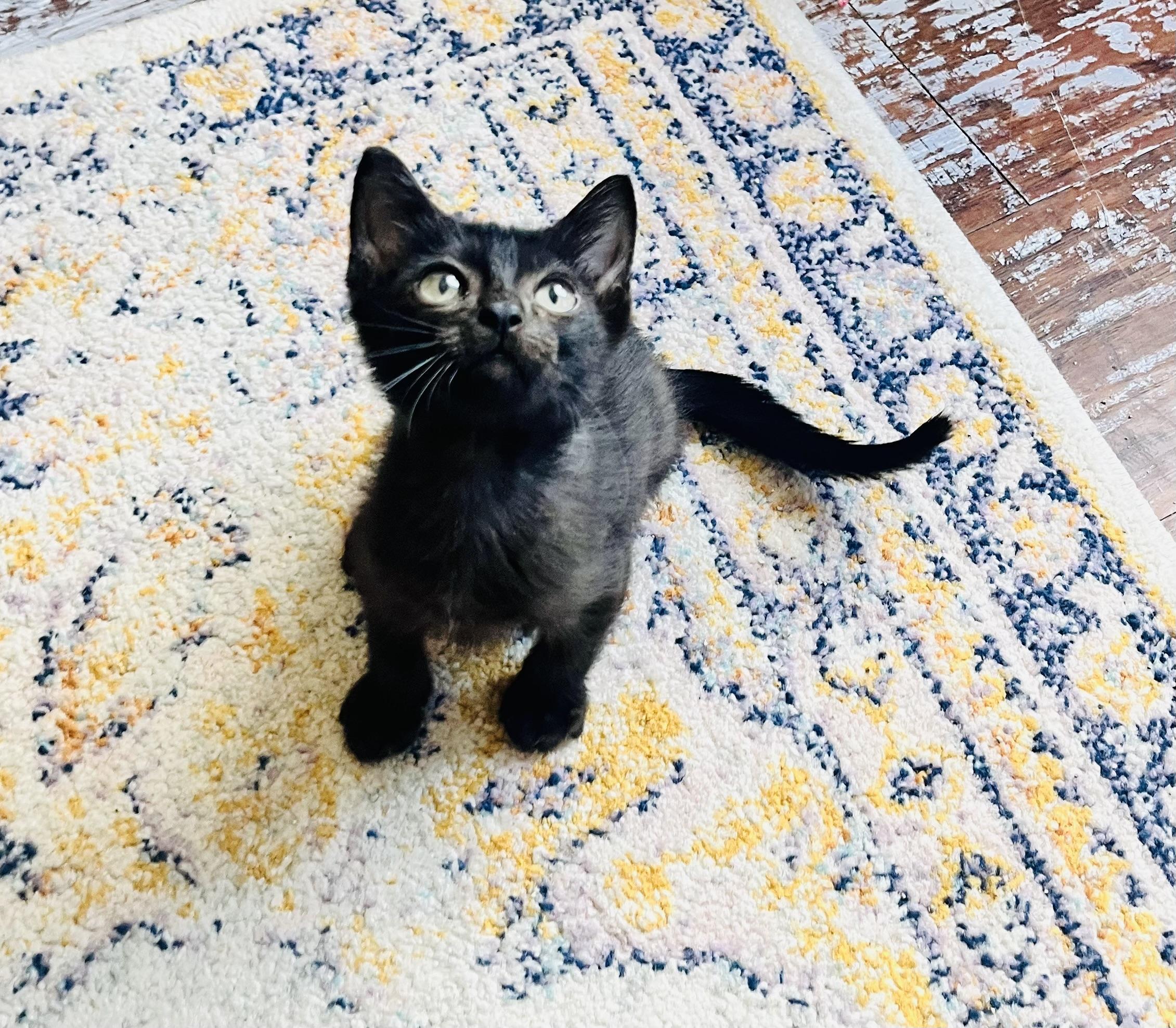 Enlarge Indigo, a Adoptable mixed breed in Arlington, TX image 2/3