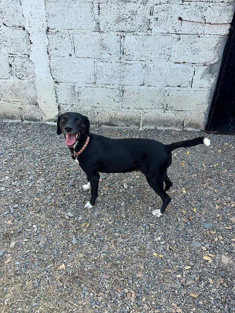 Enlarge Doris, a Adoptable mixed breed in Monterey , CA image 6/6