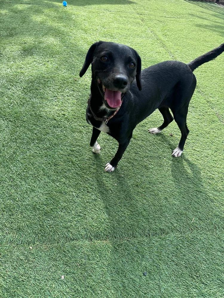 Enlarge Doris, a Adoptable mixed breed in Monterey , CA image 4/6