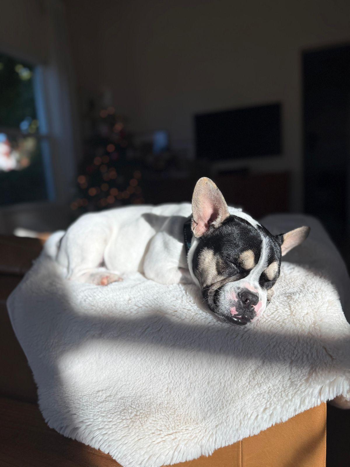 Enlarge Grace, an adopted French Bulldog in Los Angeles, CA image 5/6