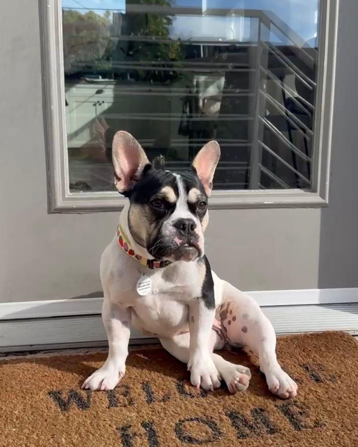 Grace, adopted, Puppy Female French Bulldog.