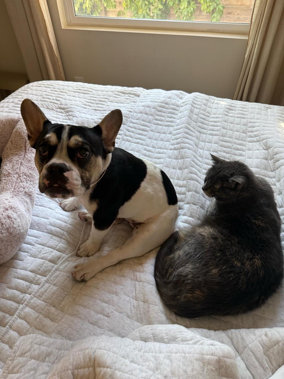 Enlarge Grace, an adopted French Bulldog in Los Angeles, CA image 4/6
